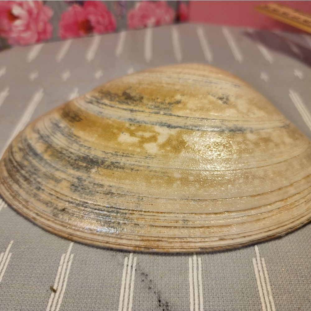 DECOUPAGE CLAM SHELL DECOUPAGE BLUE BIRD ON A CLAM SHELL TRINKET DISH - Picture 10 of 10
